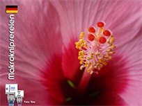 Blütenstempel Hibiskus